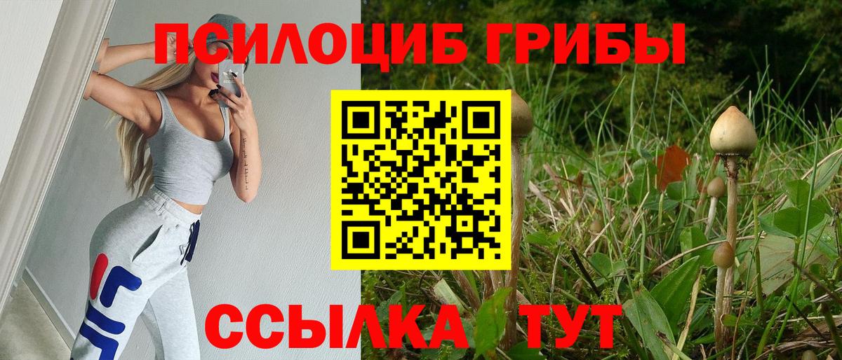 Галлюциногенные грибы Psilocybe Кулебаки